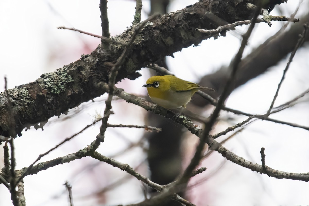 Indian White-eye - Dominic More O’Ferrall