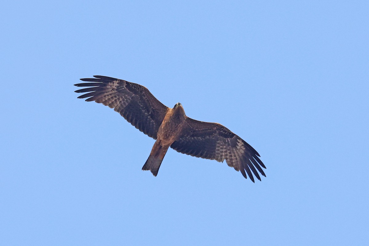 Black Kite - ML616647361