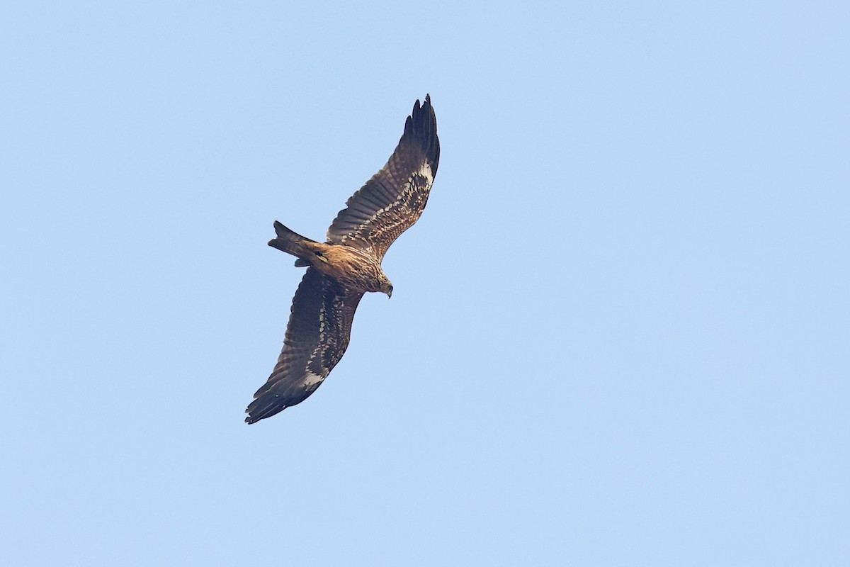 Black Kite - ML616647371