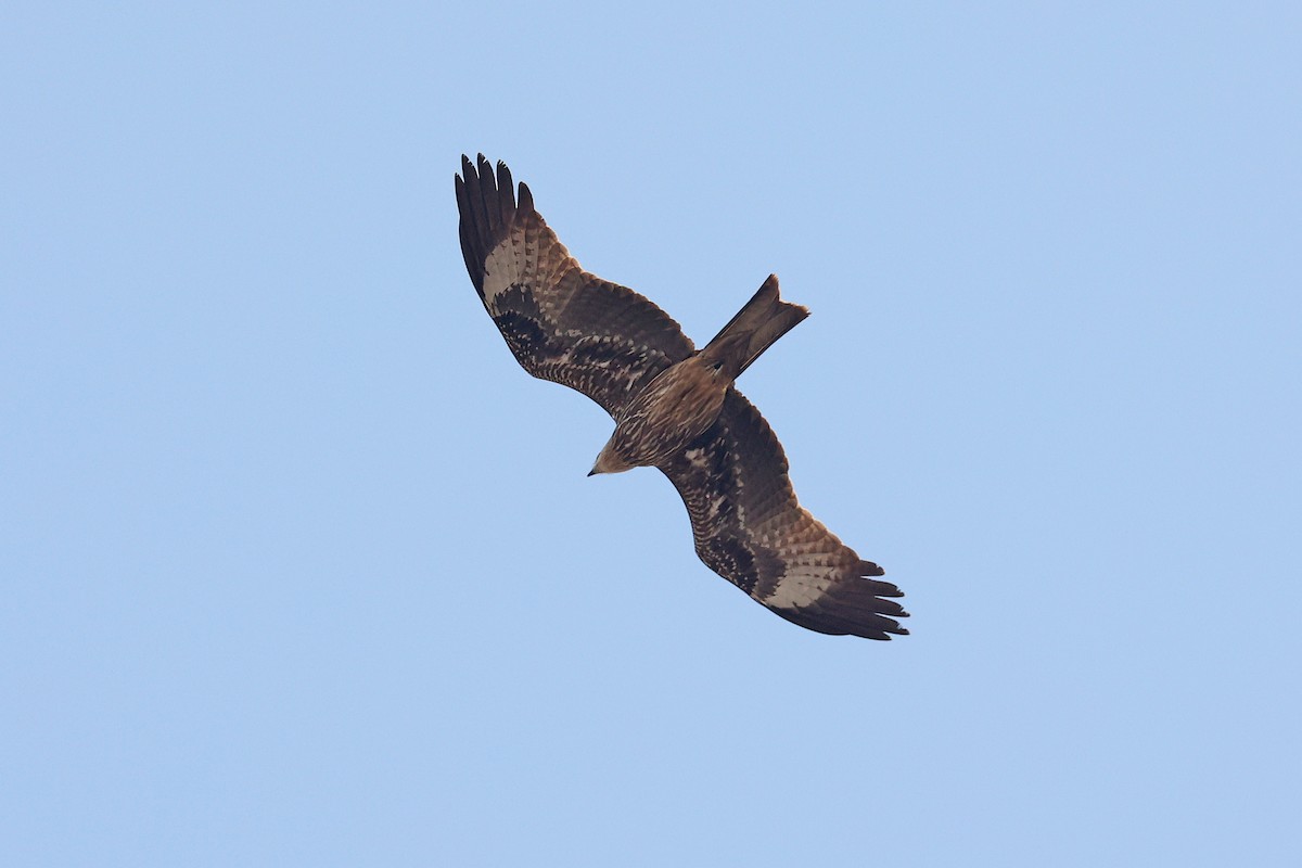 Black Kite (Black-eared) - ML616647376