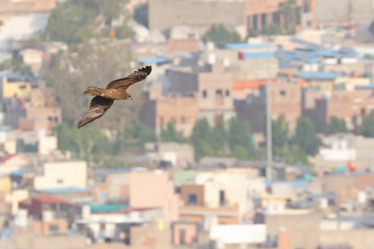 Black Kite - ML616647393