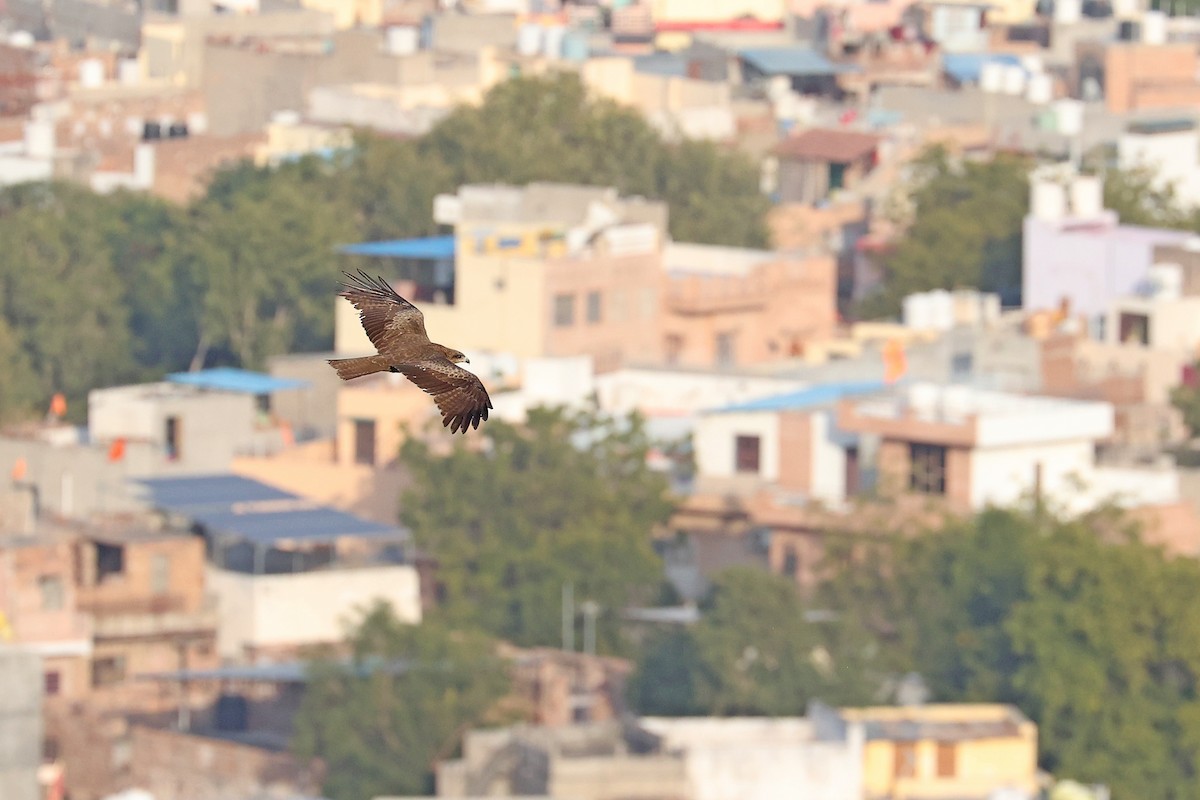 Black Kite - ML616647411