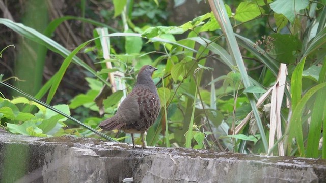 Taiwan Bamboo-Partridge - ML616647412