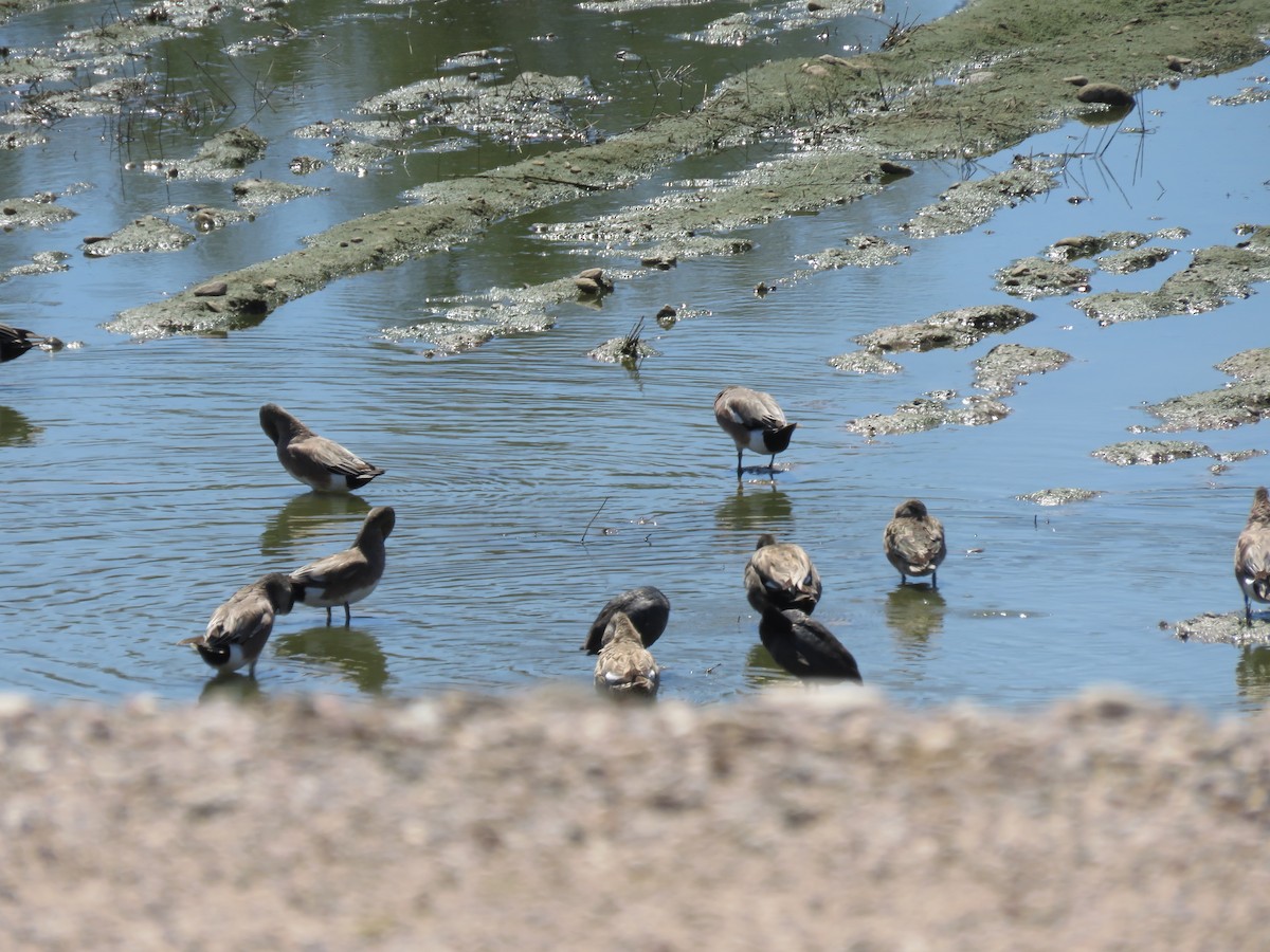 American Wigeon - ML616647466