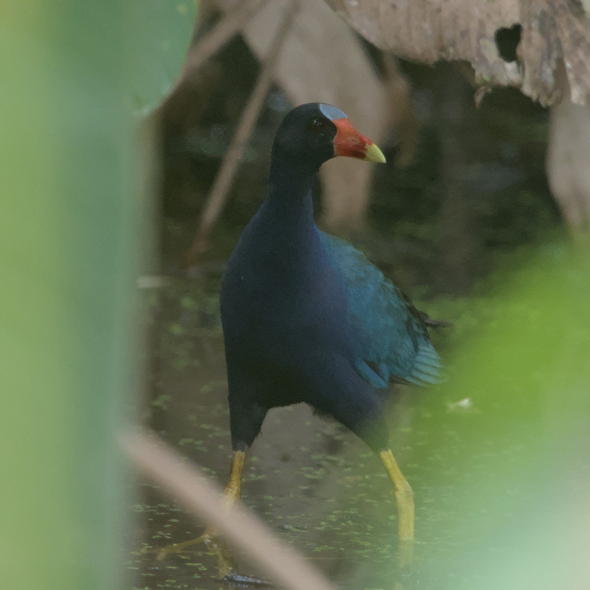 Purple Gallinule - ML616647494