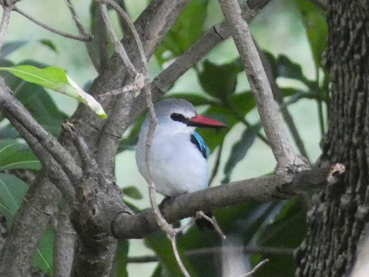 Woodland Kingfisher - ML616647594