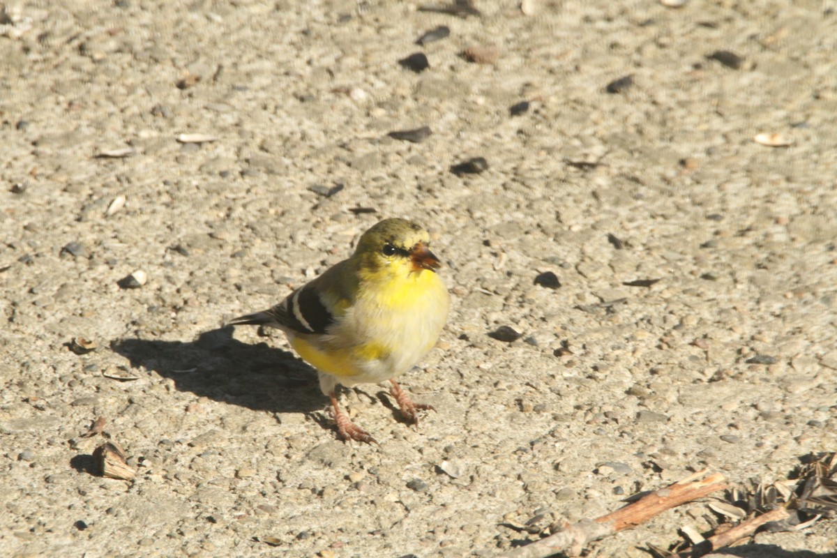 American Goldfinch - ML616647597