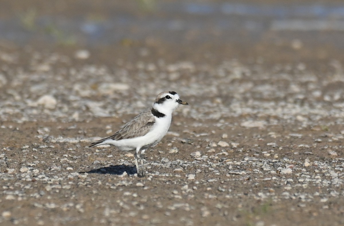 Snowy Plover - ML616647626