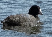 American Coot - ML616647631