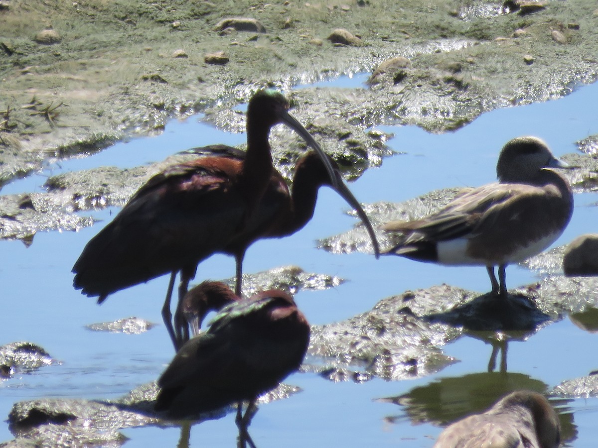 White-faced Ibis - ML616647647