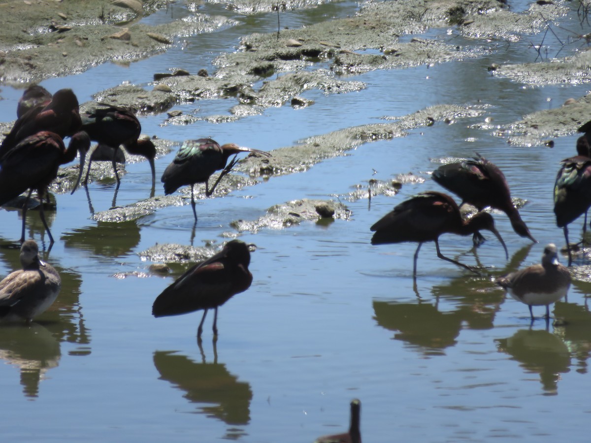 White-faced Ibis - ML616647649