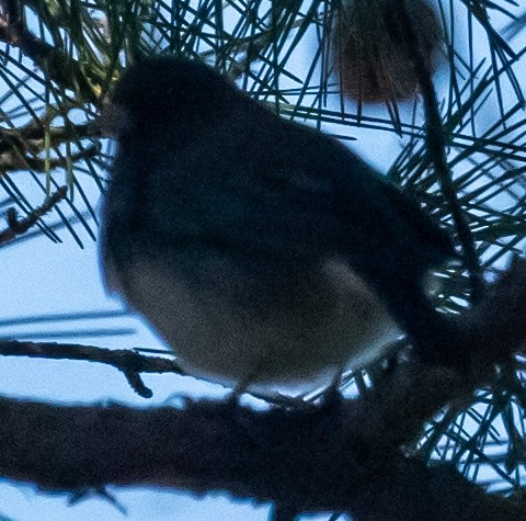 Junco ardoisé - ML616647657