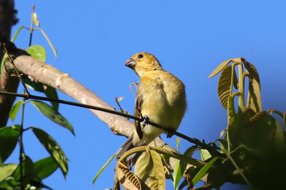 Variable Seedeater - Margaret Viens