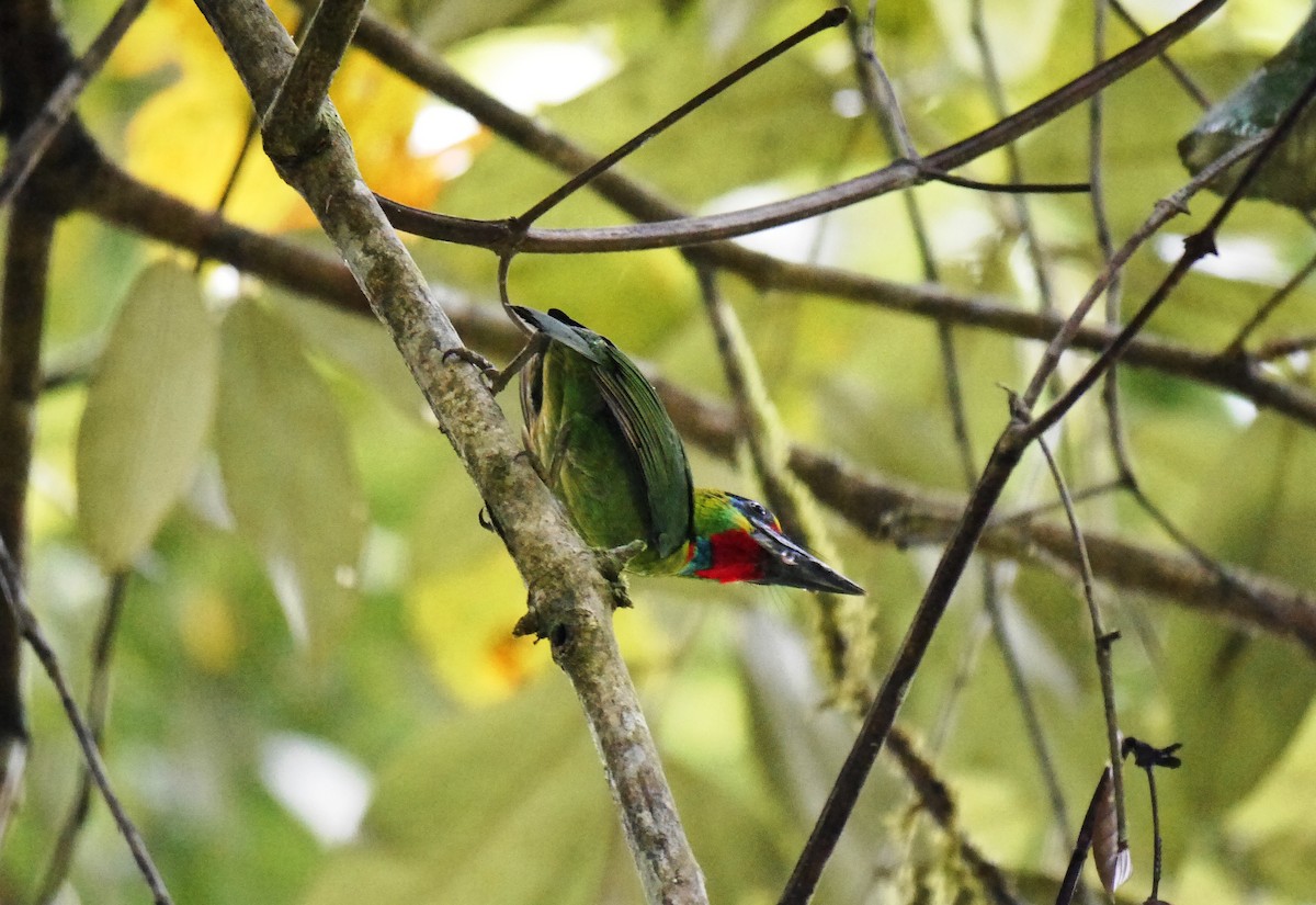 Red-throated Barbet - ML616647692