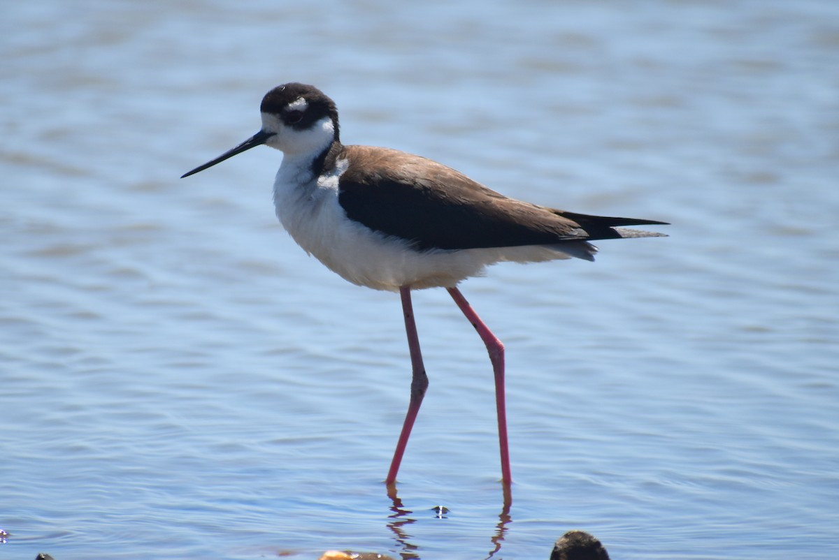 Black-necked Stilt - ML616647773