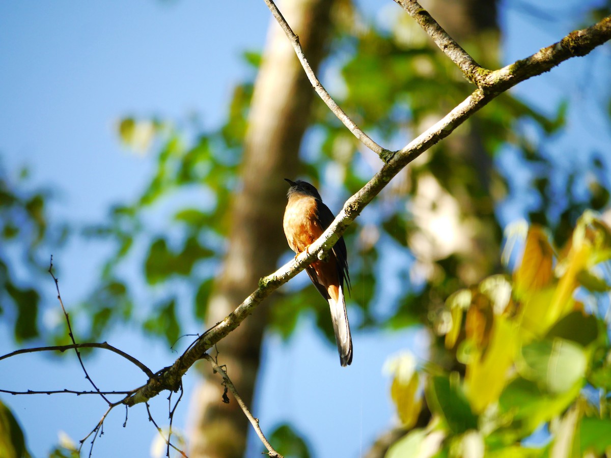 Brush Cuckoo - ML616647793