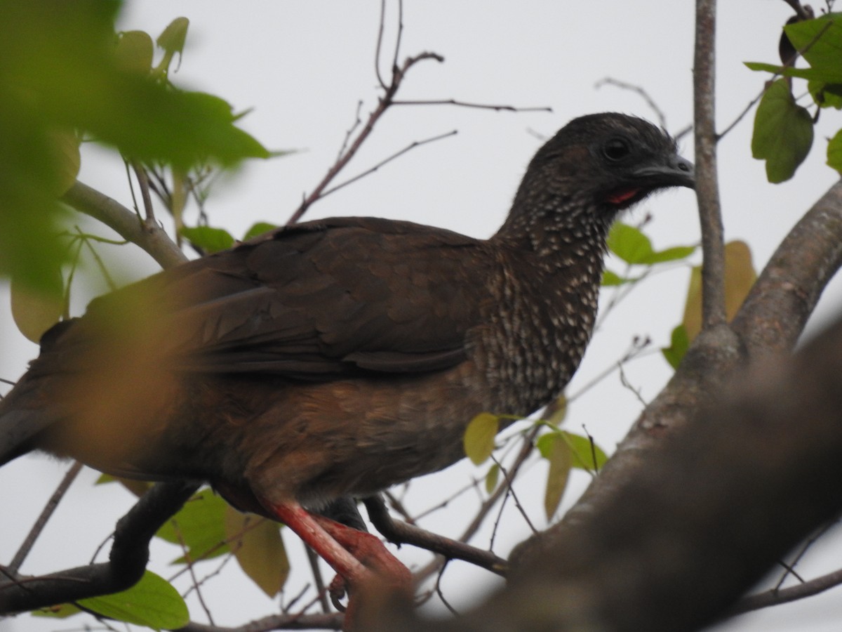 Speckled Chachalaca - ML616647874