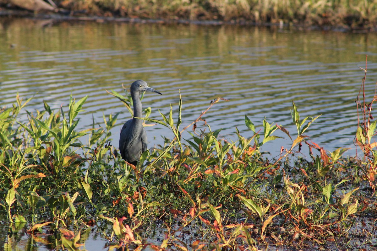 Little Blue Heron - ML616647882