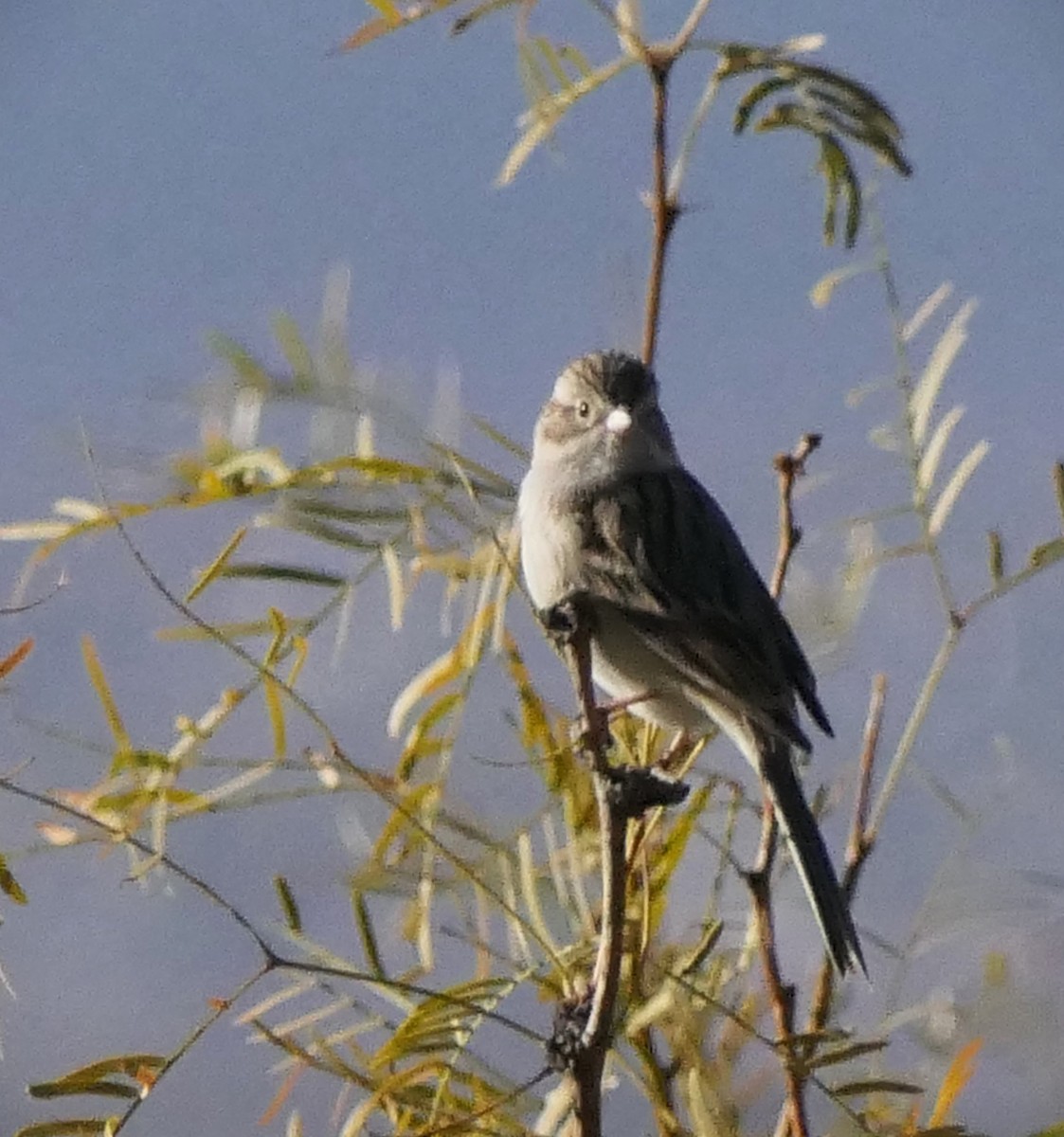 Brewer's Sparrow - ML616647885