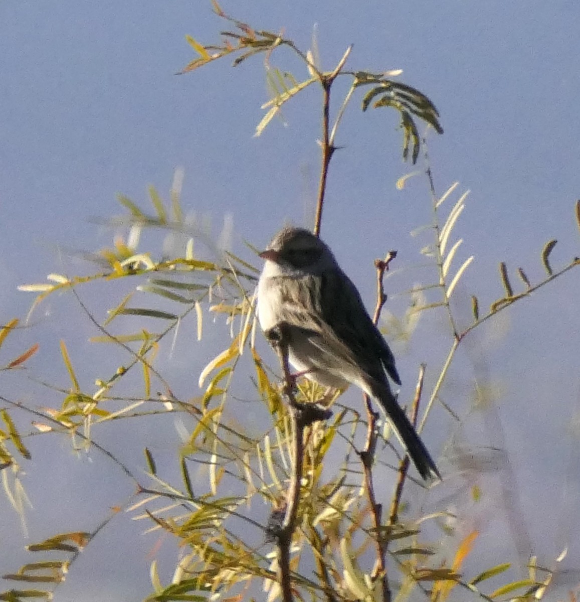 Brewer's Sparrow - ML616647886