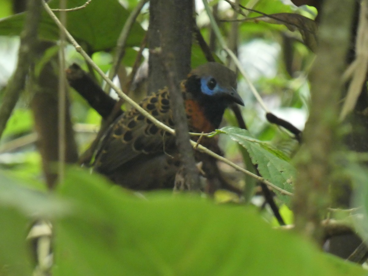 Ocellated Antbird - ML616647890