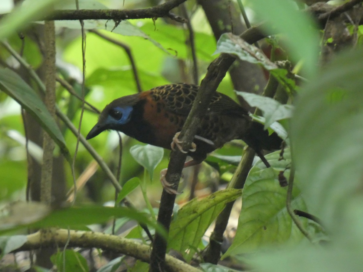 Ocellated Antbird - ML616647891