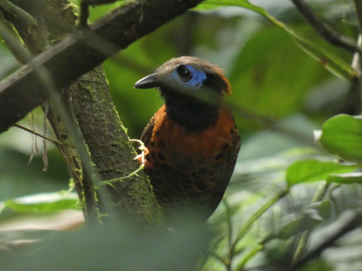 Ocellated Antbird - ML616647893