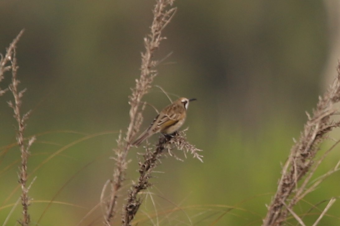 Tawny-crowned Honeyeater - ML616647918
