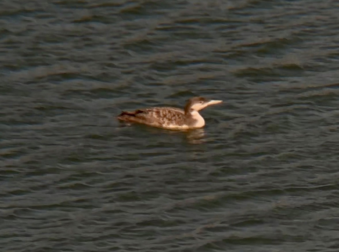 Common Loon - ML616647937