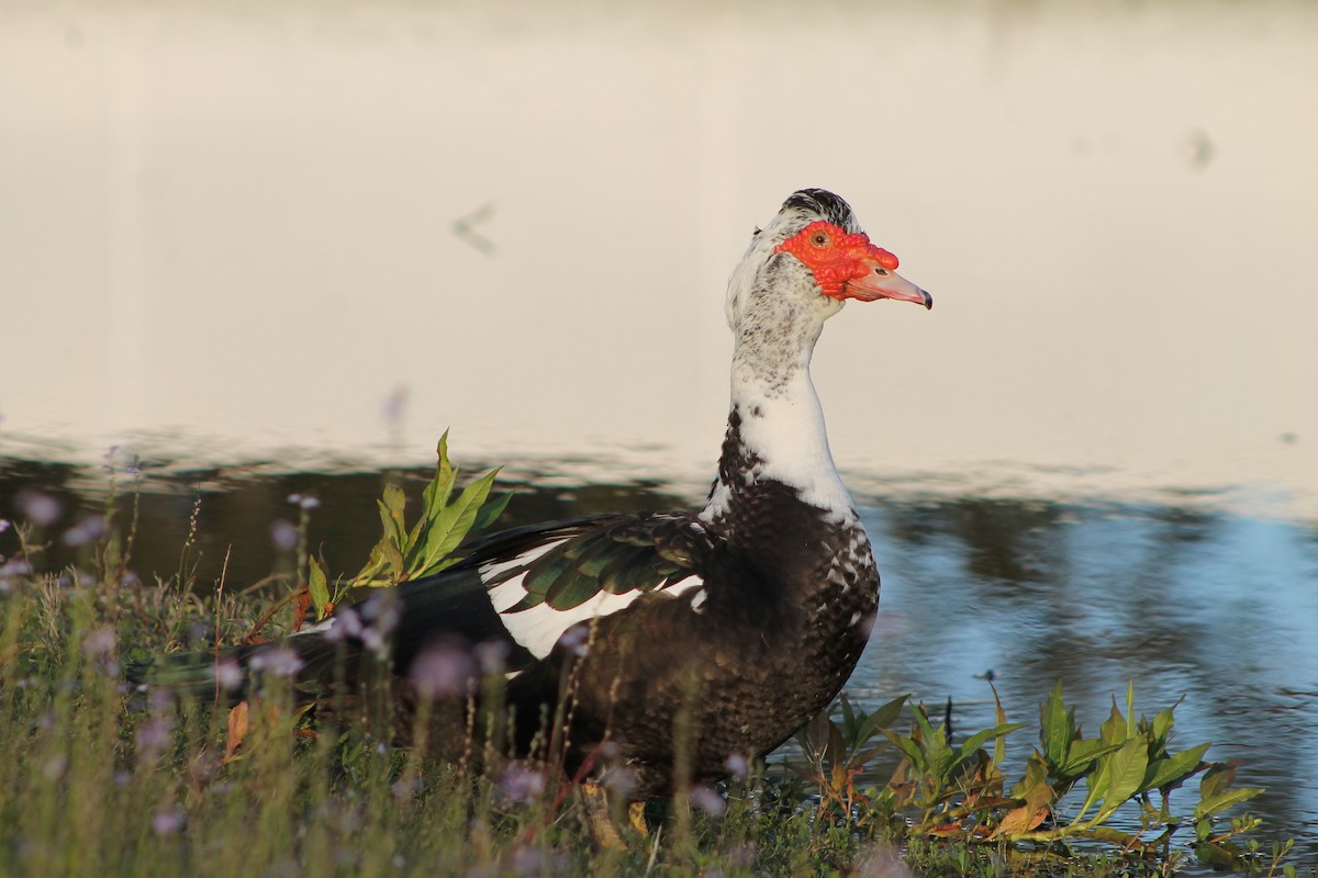 Muscovy Duck (Domestic type) - Genesis Zabrzenski