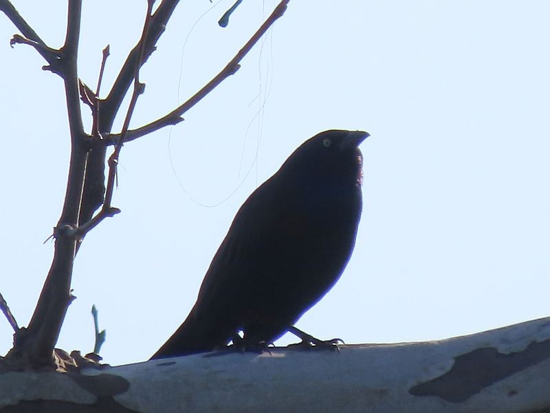 Common Grackle - ML616647962