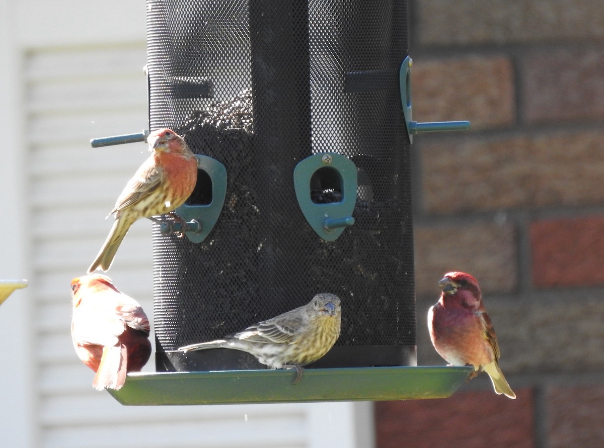 Purple Finch - Elizabeth S