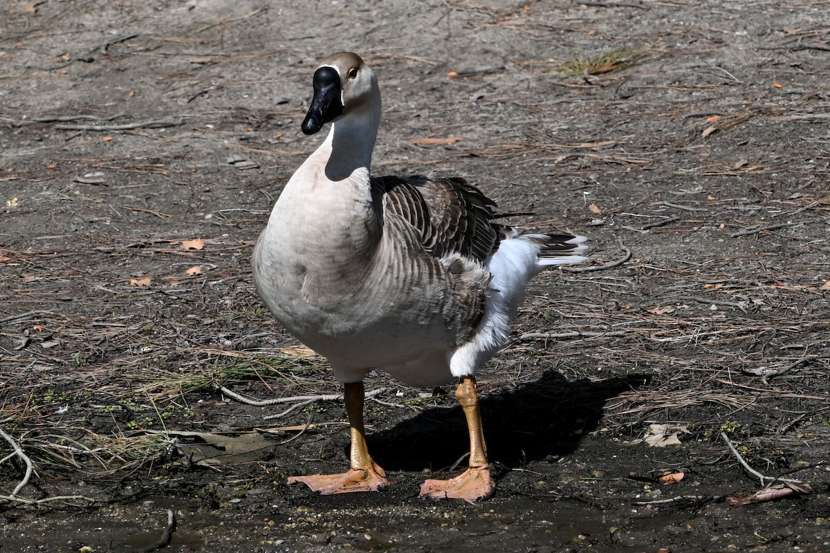 鴻雁(馴化) - ML616648012