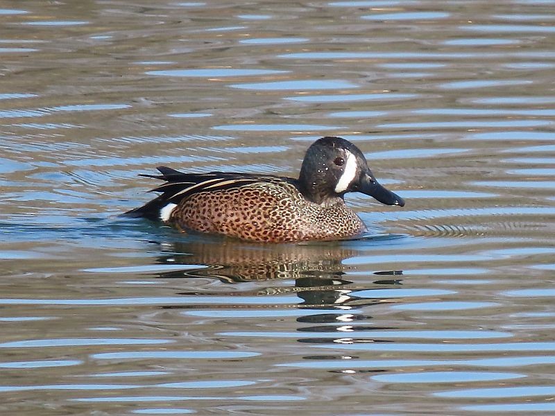 Blue-winged Teal - ML616648041