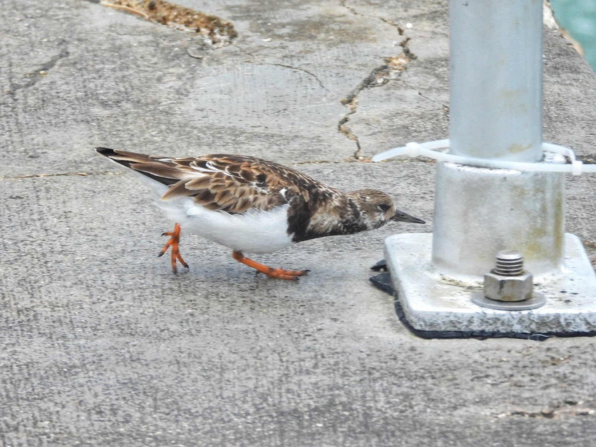 Ruddy Turnstone - ML616648045