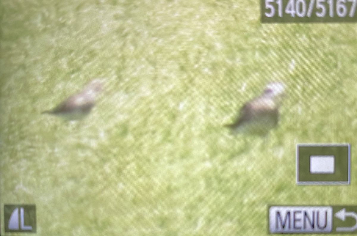 Buff-breasted Sandpiper - Huck  Hutchens