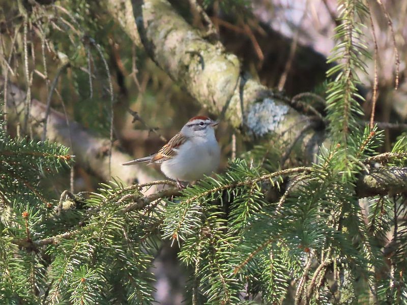 Chipping Sparrow - ML616648060