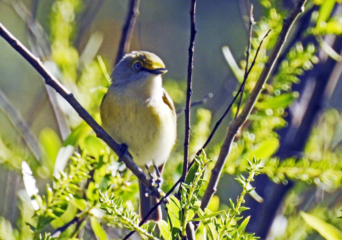 Ak Gözlü Vireo - ML616648077