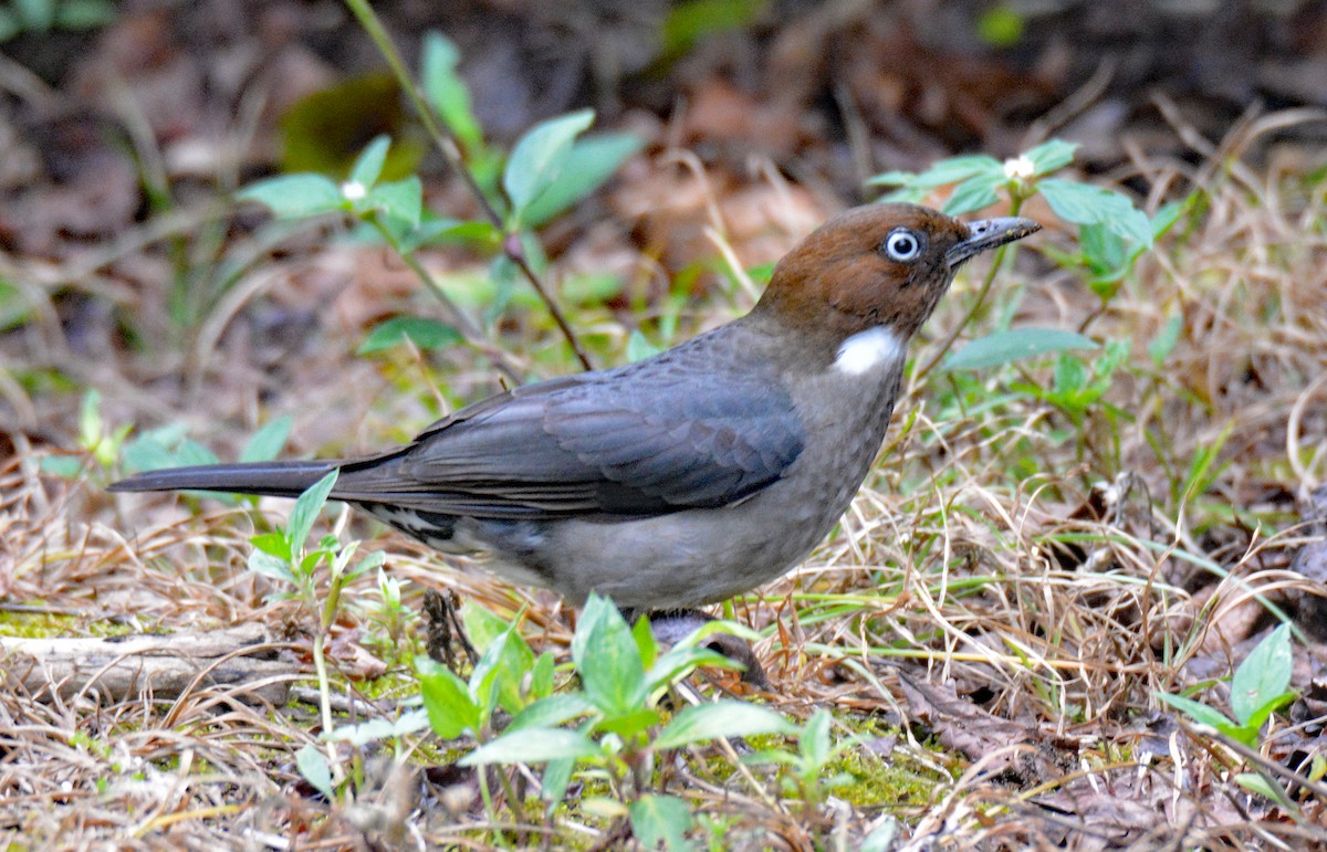 White-eyed Thrush - Michael J Good