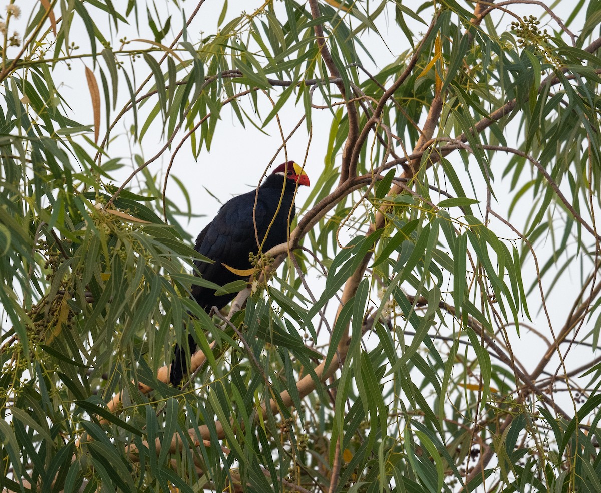 Turaco Violáceo - ML616648097