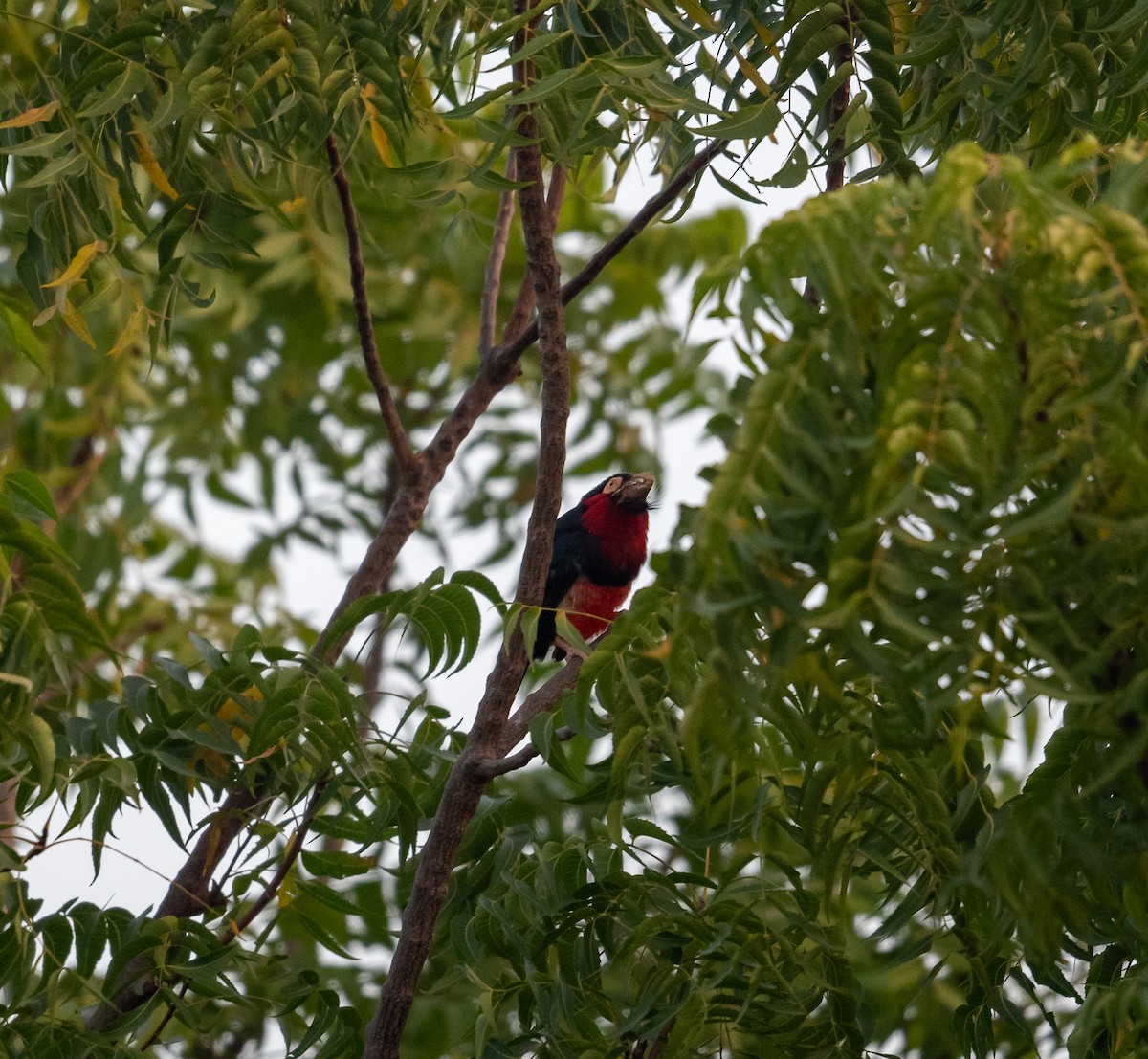 Bearded Barbet - Erik Ostrander