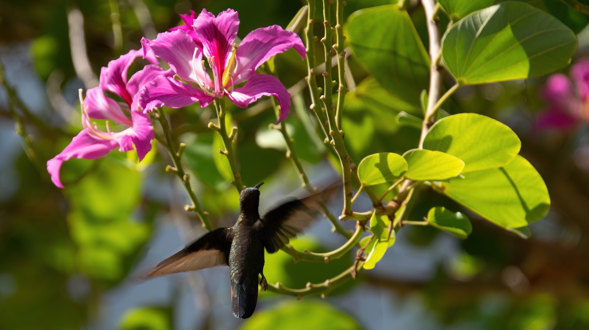 Jamaikamangokolibri - ML616648165