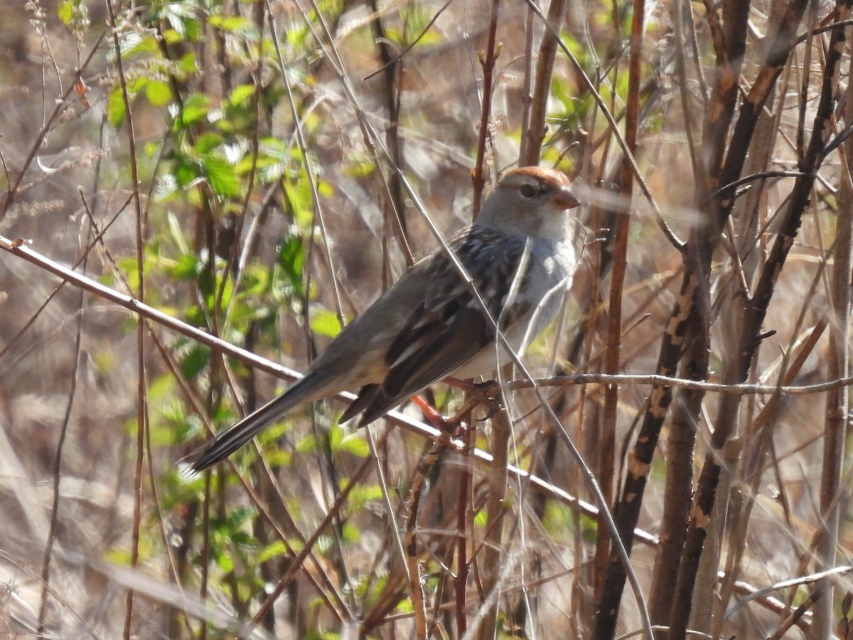 White-crowned Sparrow - Cindy Leffelman