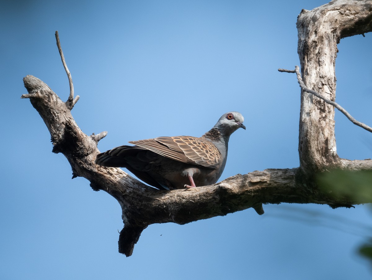 Adamawa Turtle-Dove - Erik Ostrander