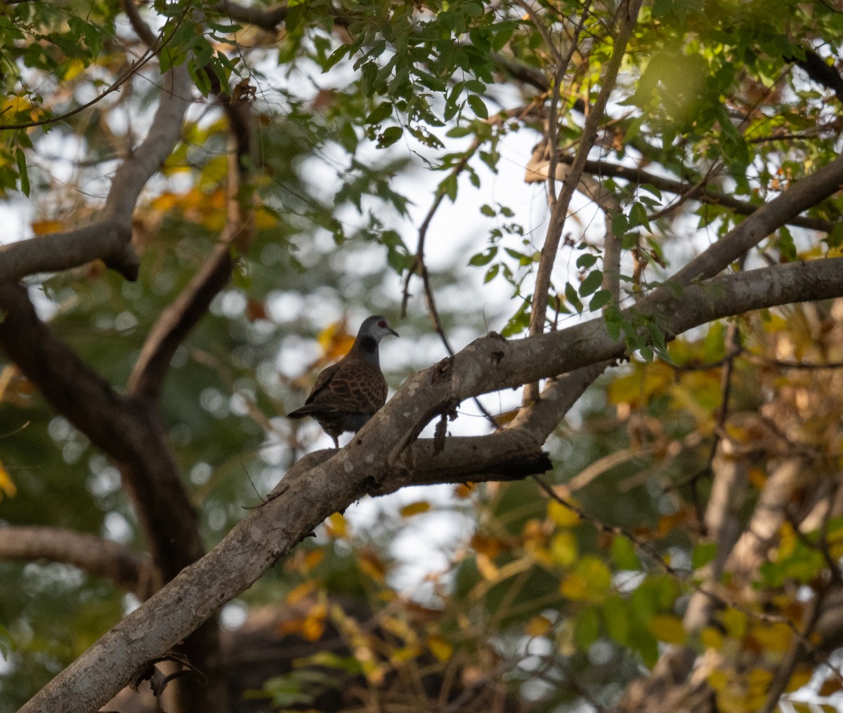 Adamawa Turtle-Dove - ML616648196