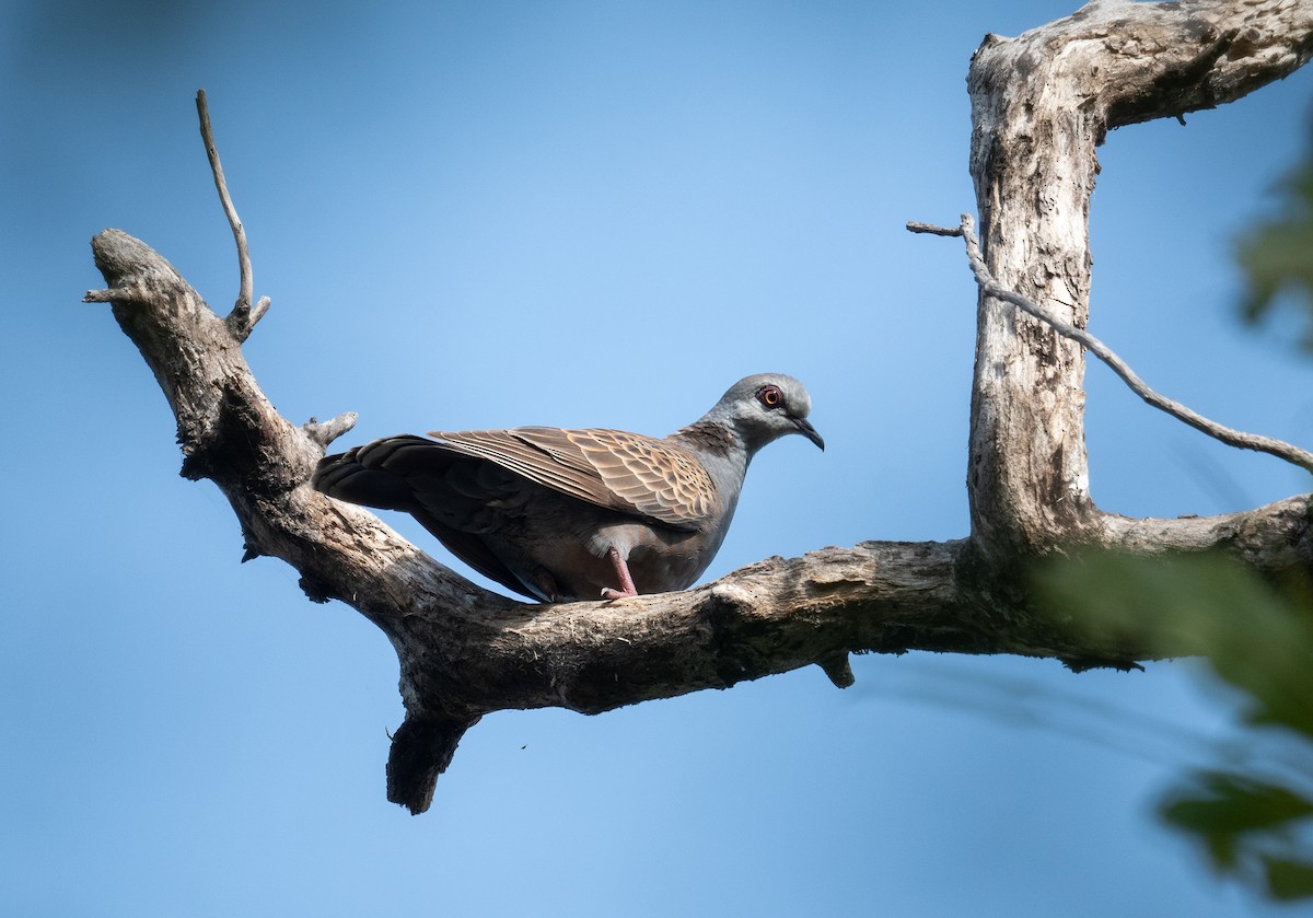 Adamawa Turtle-Dove - Erik Ostrander