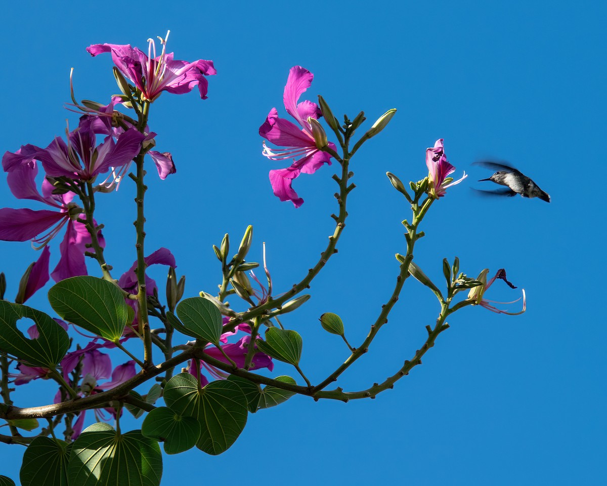 Vervain Hummingbird - Theresa Ray