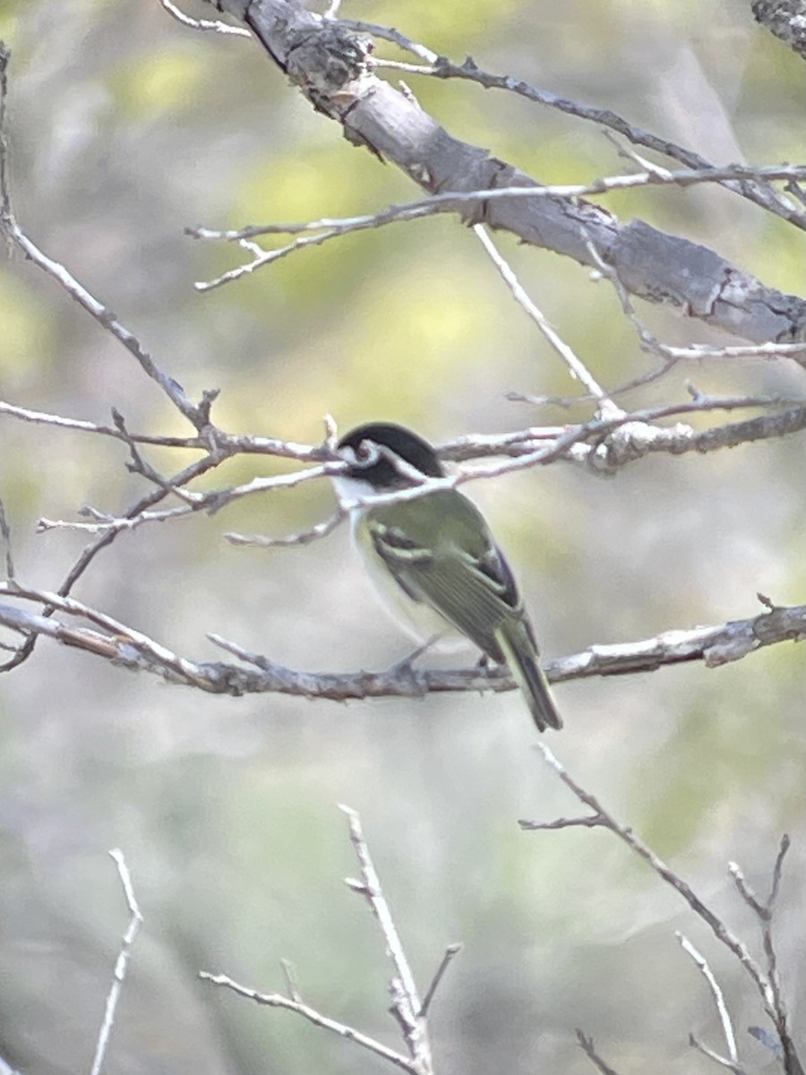 Vireo Cabecinegro - ML616648258