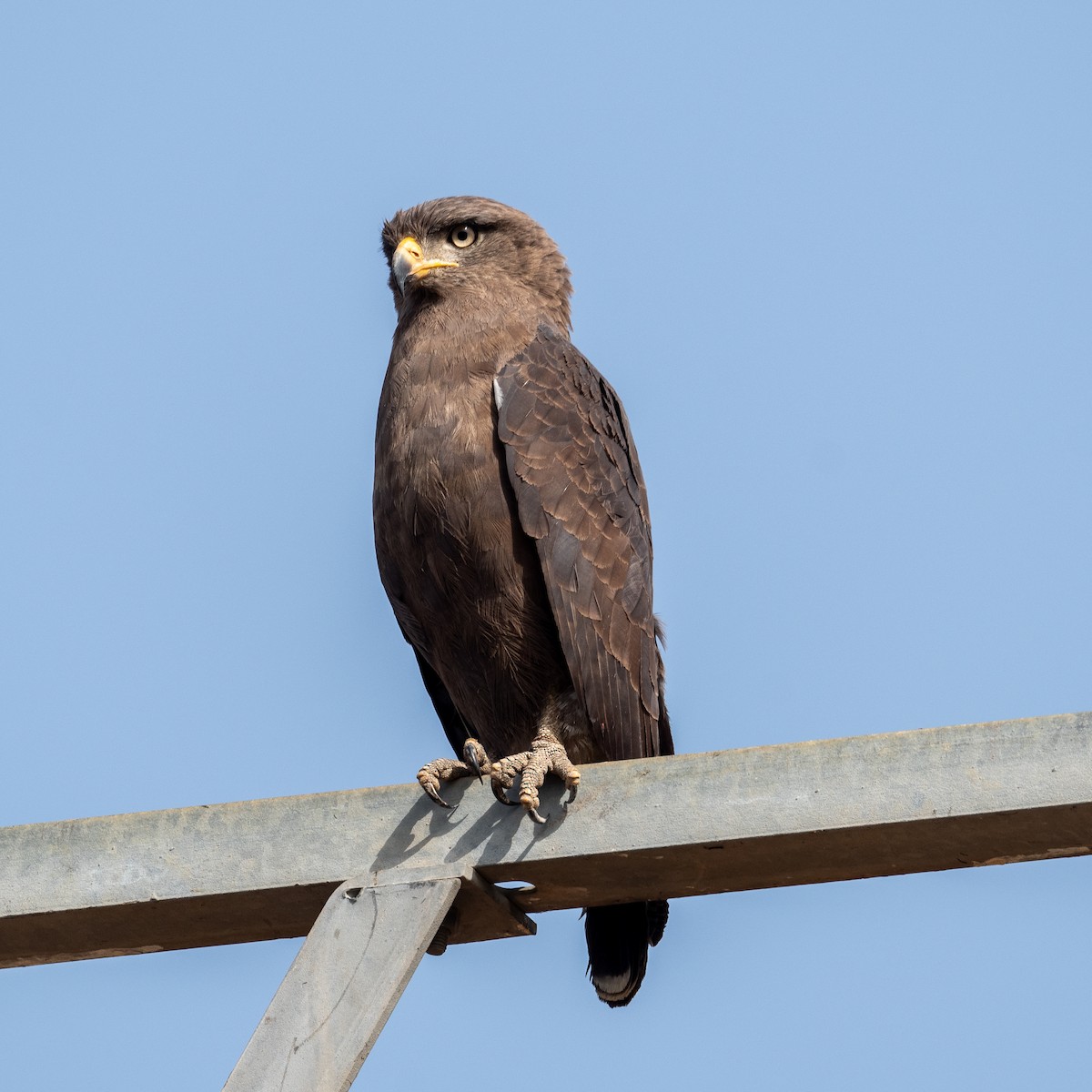 Banded Snake-Eagle - ML616648306