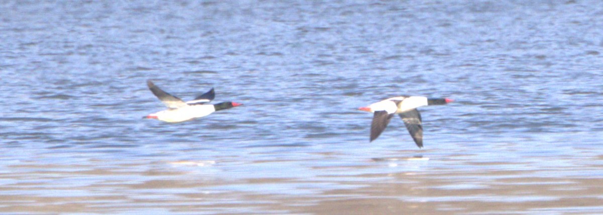 Common Merganser (North American) - ML616648355